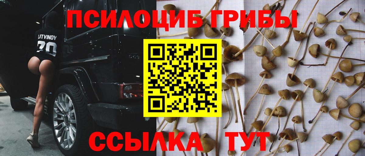 Дзержинский  Галлюциногенные грибы Psilocybe  Вход с VPN 